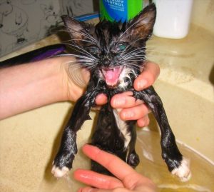 A black kitten with white on it's paws and belly, crying loudly while being given a bath. The wet kitten is being gently held by a person out of the frame over a basin of soap and water. Pussy torture toronto workshop Morgan Thorne